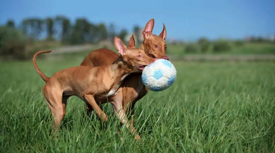 Dos perros jugando con una pelota en el césped