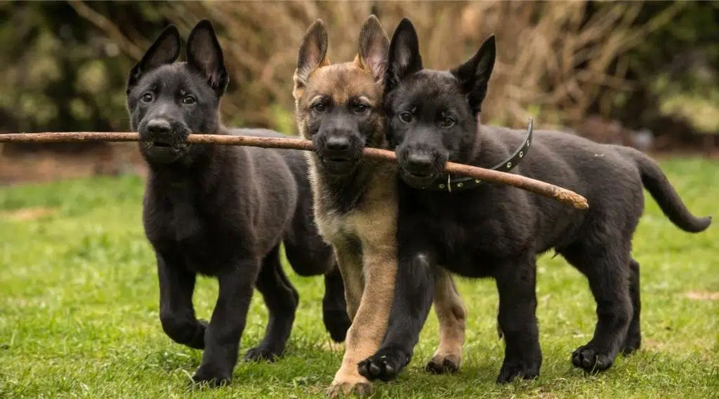 Tres cachorros de pastor alemán de línea de trabajo traen un palo