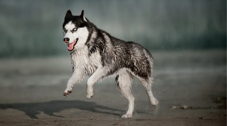 Entrenamiento de Husky siberiano en la playa