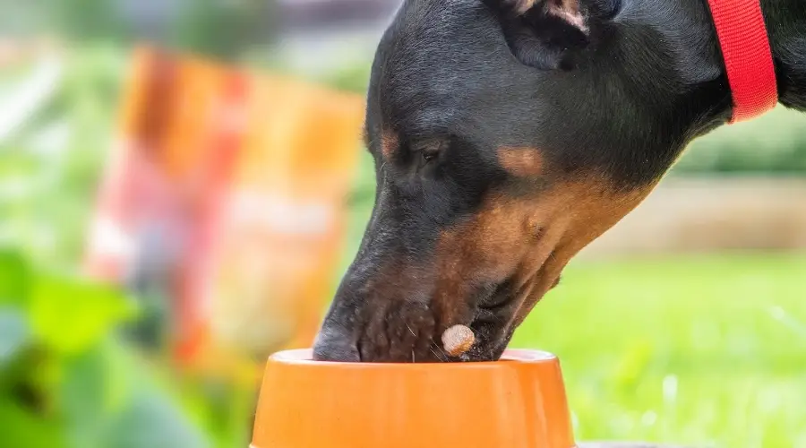 Doberman Pinscher comiendo