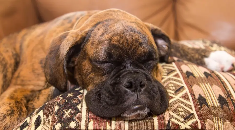 El boxeador duerme una siesta en un sofá.