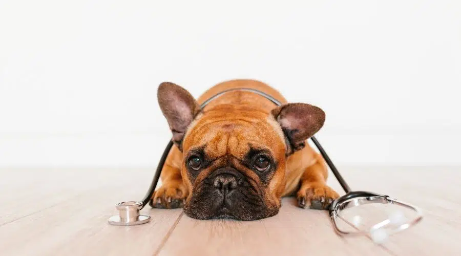 Bulldog francés en veterinario