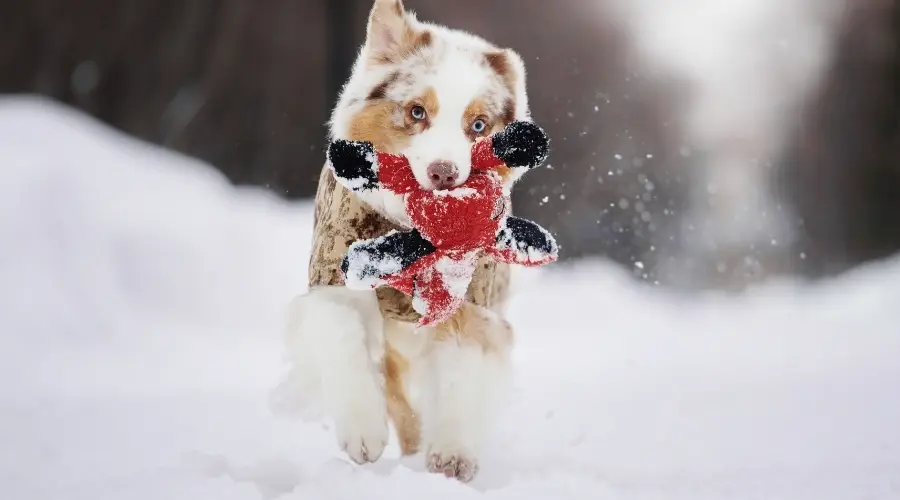 Pastor Australiano con juguete para perros en la nieve