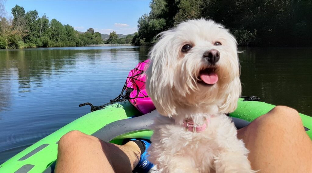 Maltichon vive su mejor vida en un kayak entre las piernas de una persona