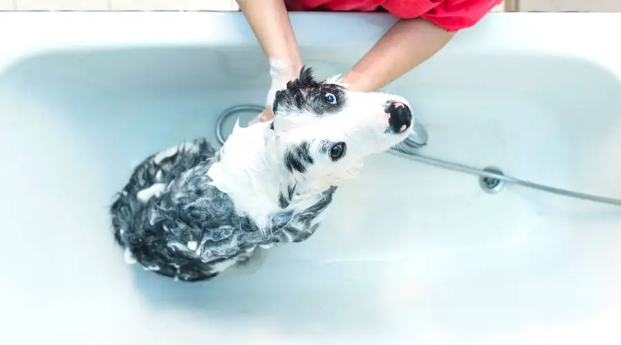 Manejo de la muda del Border Collie