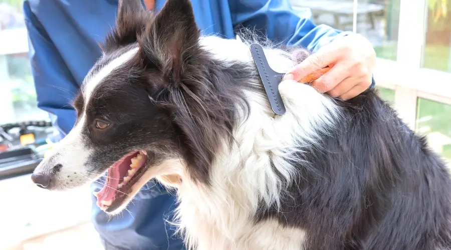 Consejos para el cuidado del border collie
