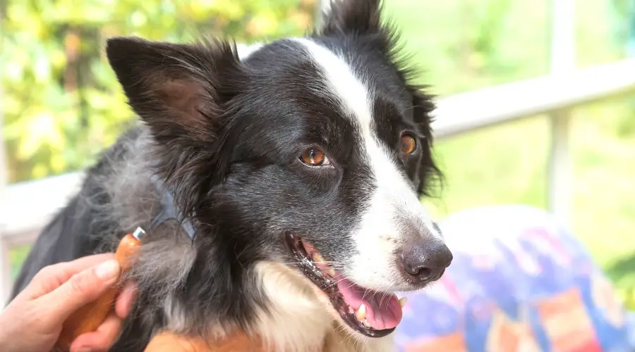Productos para quitar el pelo de los border collies