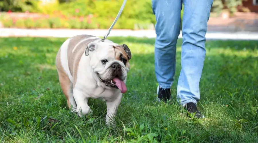 Bulldog con correa caminando junto a un humano