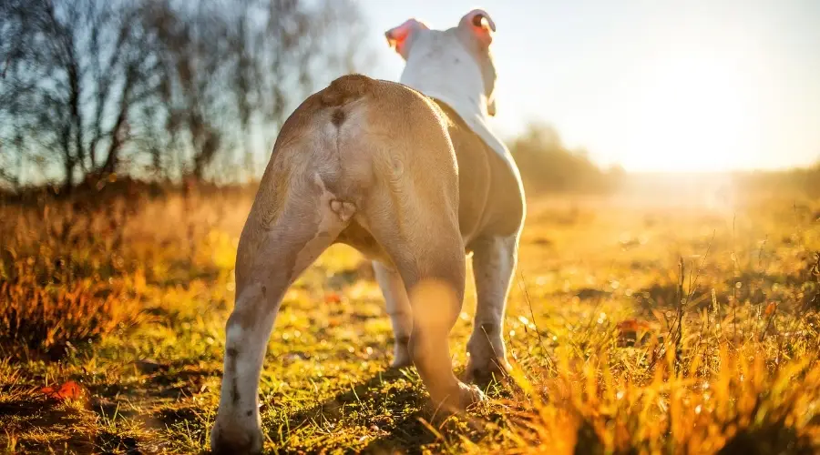 detrás de un bulldog