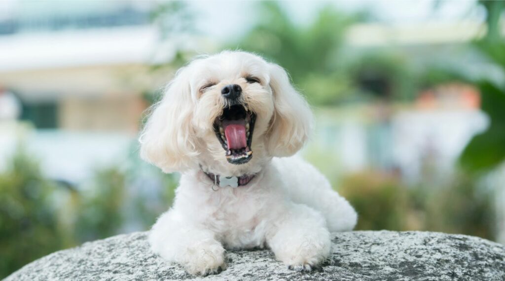 Shihpoo blanco bostezando afuera sentado en una roca