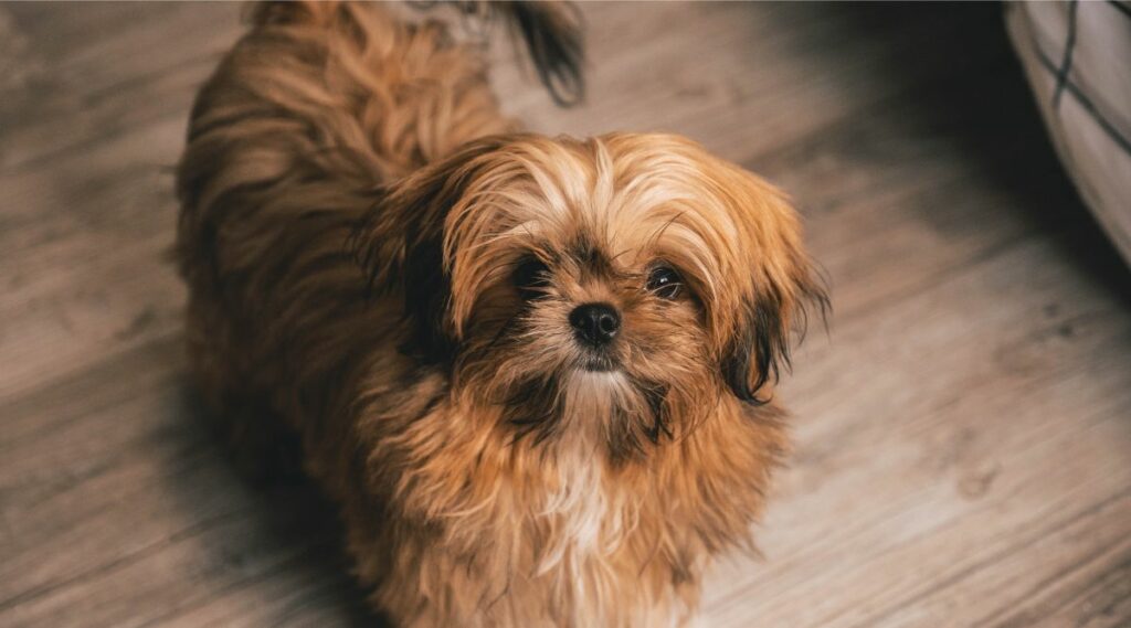 Shihpoo con abrigo marrón de pie mirando a la cámara