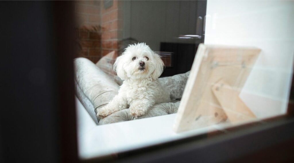 Shihpoo blanco sentado en un sofá mirando por la ventana