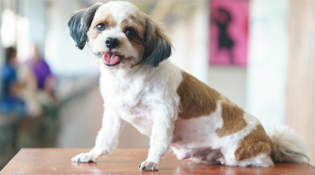 Shihpoo Health sentado en una mesa en el veterinario