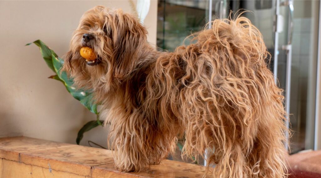 Shihpoo necesita cuidados con el pelo largo