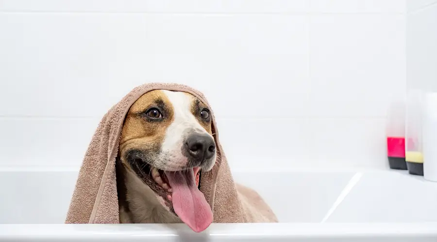 Productos químicos de baño de Pitbull que se deben evitar