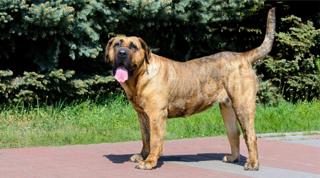 Presa Canario con pelaje y color marrón de pie en un camino exterior