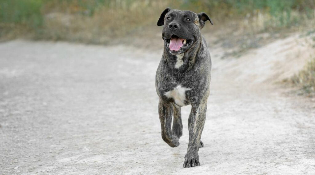 Presa Canario corriendo en la playa