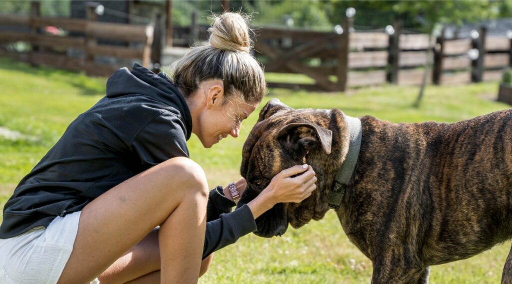 Presa Canario con problemas de salud siendo consolado por su propietaria