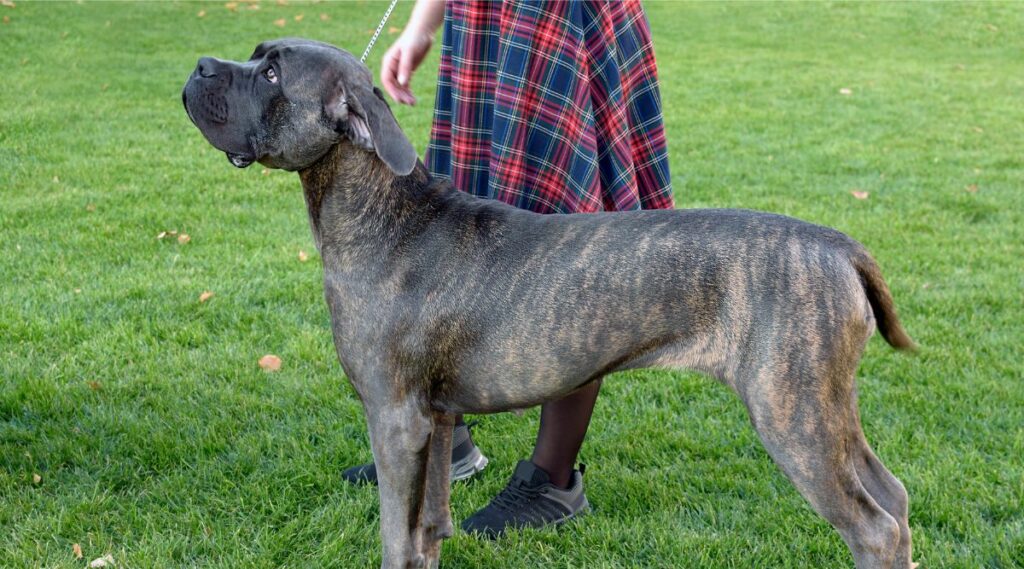 Presa Canario entrenando al aire libre en el césped