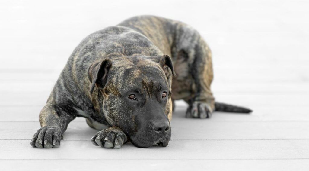 Presa Canario rescata sentado en el suelo con fondo blanco