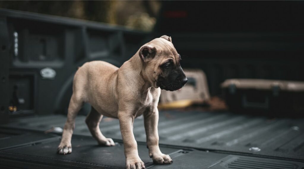 Cachorro presa canario de pie