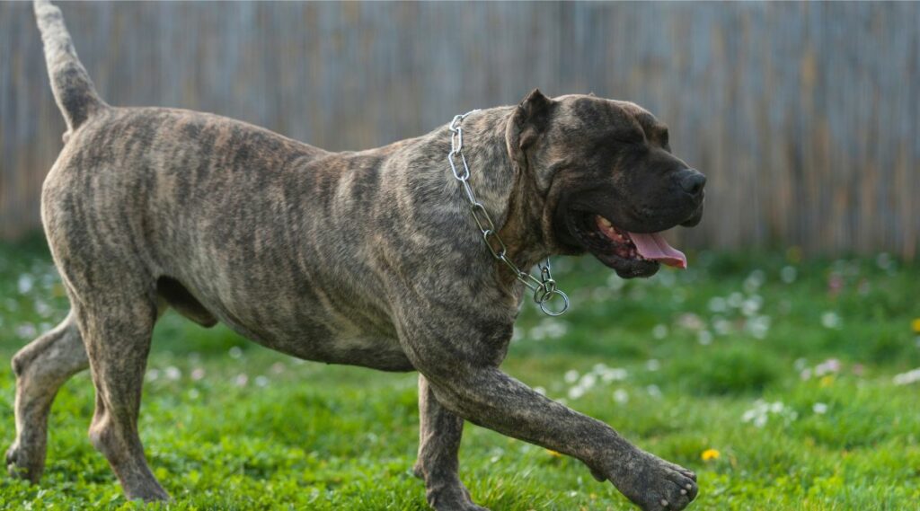 Presa Canario haciendo ejercicio en el césped afuera