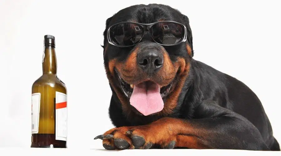 retrato de un rottweiler de pura raza con gafas de sol y una botella de alcohol