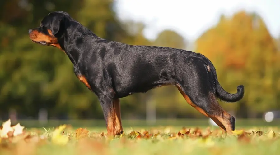 Perro negro y marrón parado al aire libre