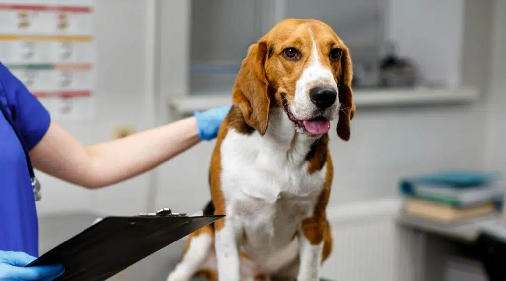 Una veterinaria examina las orejas de un perro beagle en una clínica veterinaria