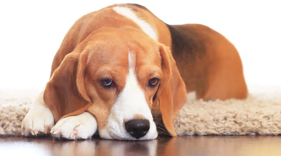 Beagle acostado sobre una alfombra