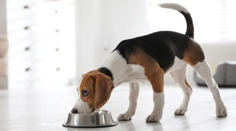 Beagle comiendo comida para perros