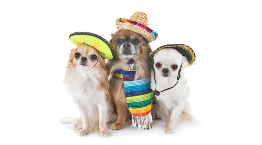 3 pequeños chihuahuas con sombreros de sombrero