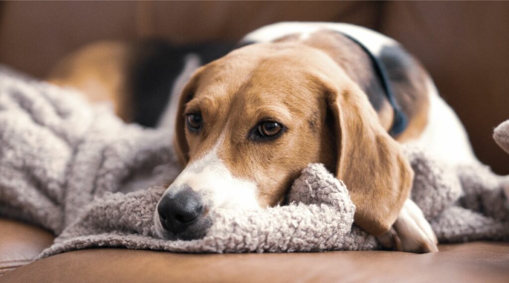 Treeing Walker Coonhound tumbado en el suelo con abrigo y colores de cerca