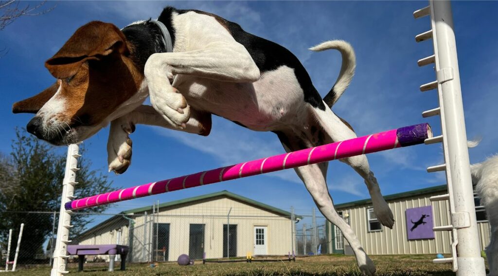 Treeing Walker Coonhound entrenamiento saltando sobre curso de agilidad