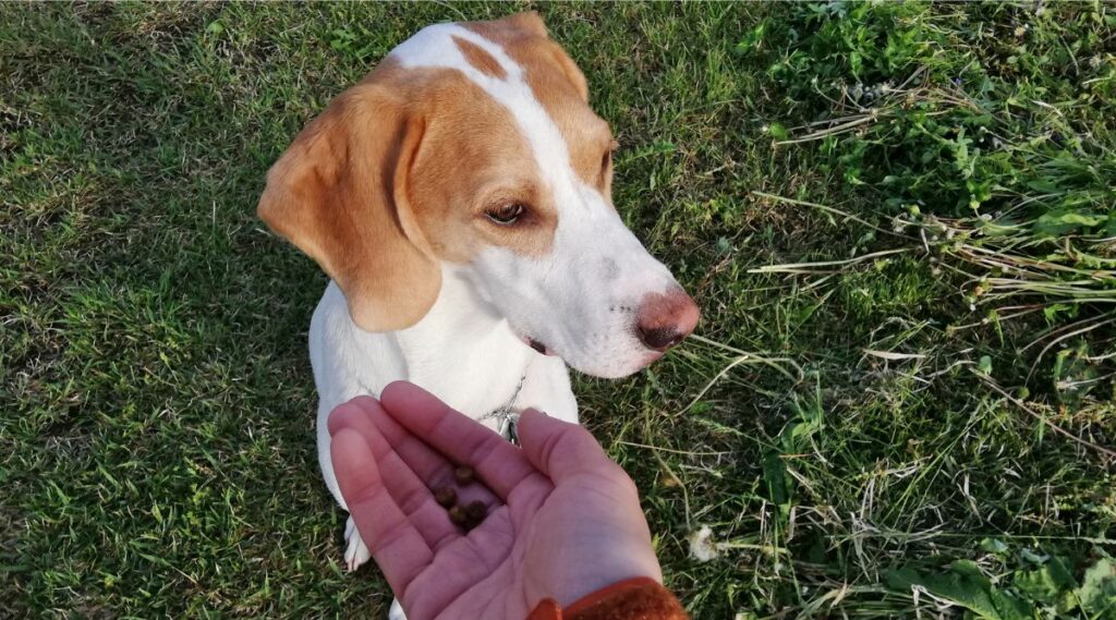 Treeing Walker Coonhound comiendo de una mano humana afuera