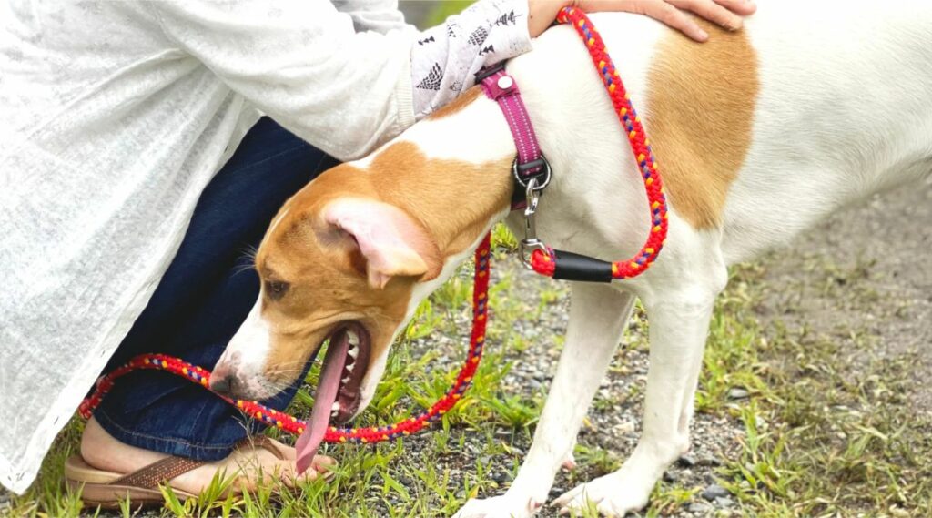 Treeing Walker Coonhound con problemas de salud siendo consolado por una mujer