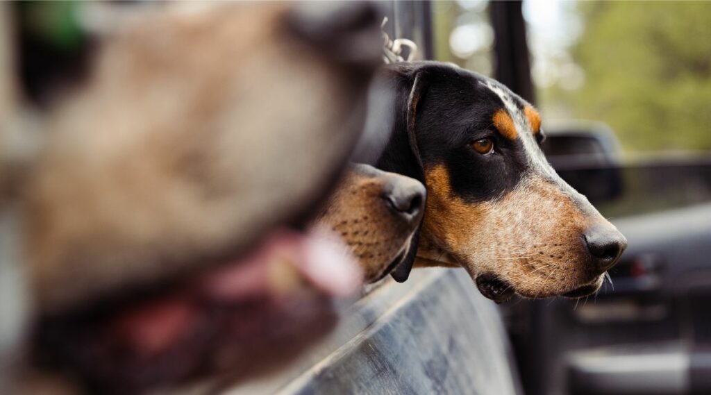 Treeing Walker Coonhound en un refugio de rescates