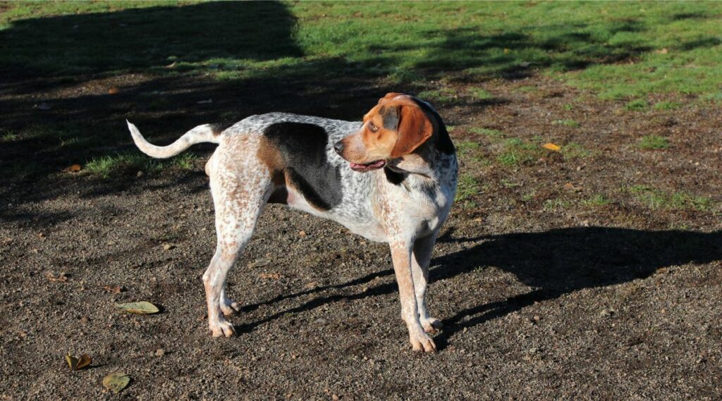 Treeing Walker Coonhound afuera que necesita preparación