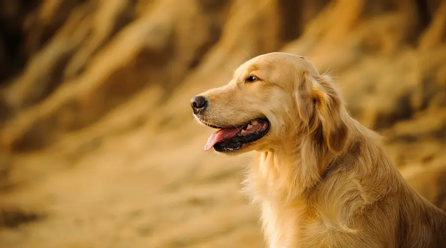 Temporada de muda del Golden Retriever
