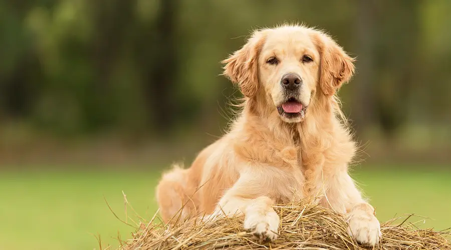 Abrigo de perro perdiguero de oro