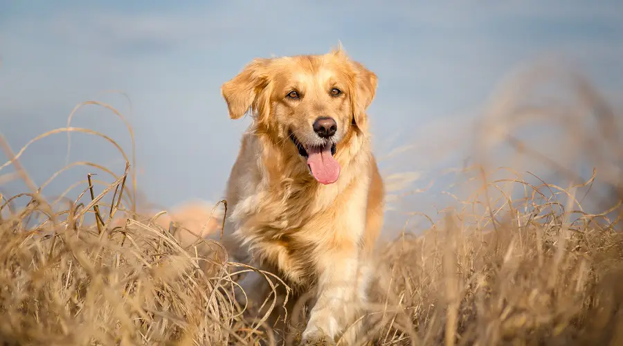 Horario de aseo del Golden Retriever