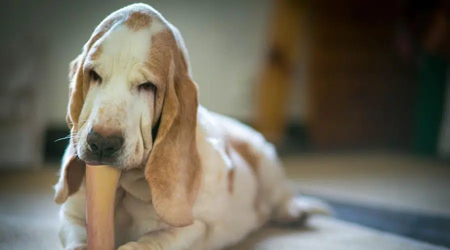 Basset Hound senior comiendo un hueso