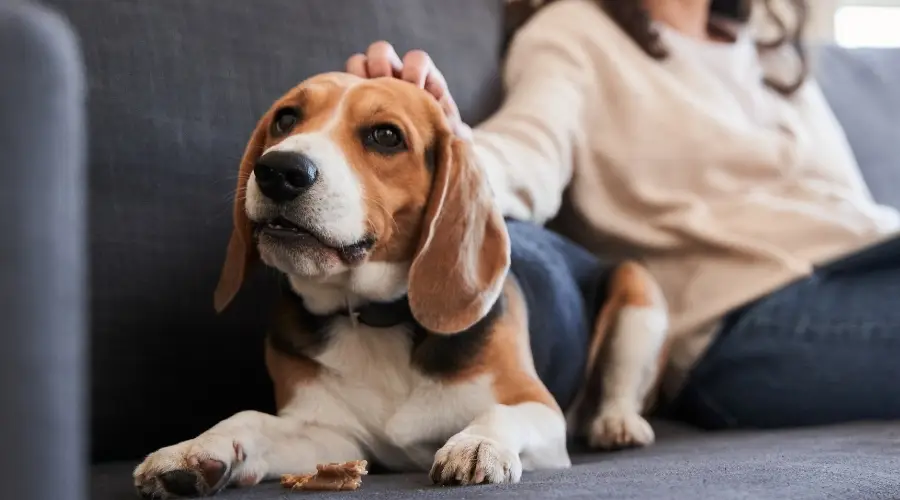 Beagle abrazando a su dueño