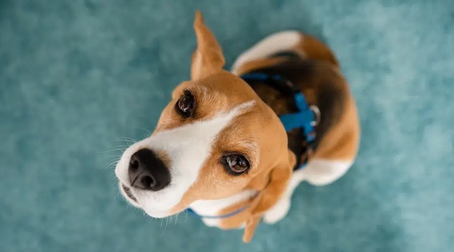 Beagle mirando a la cámara