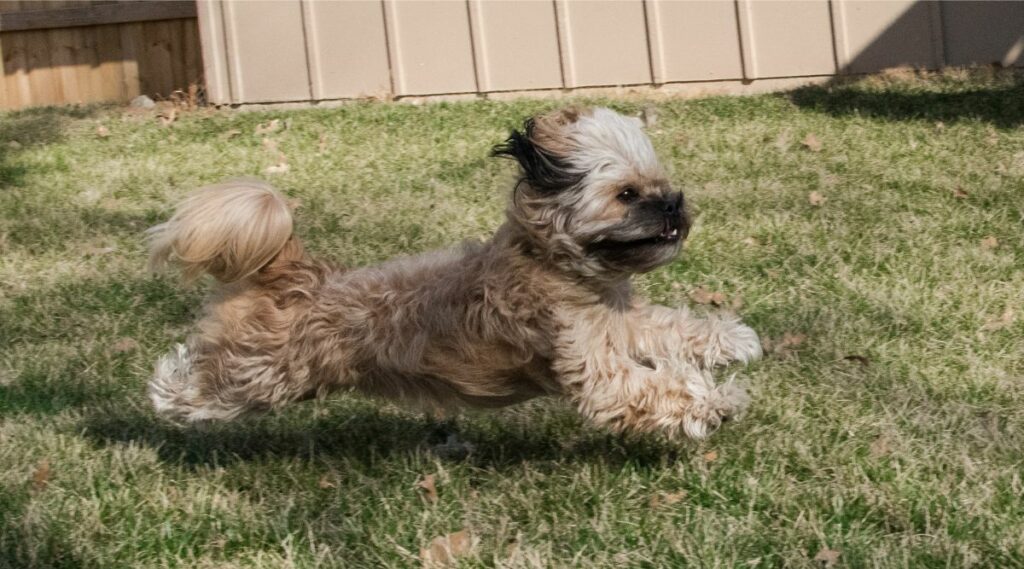 Peekapoo corriendo en un patio