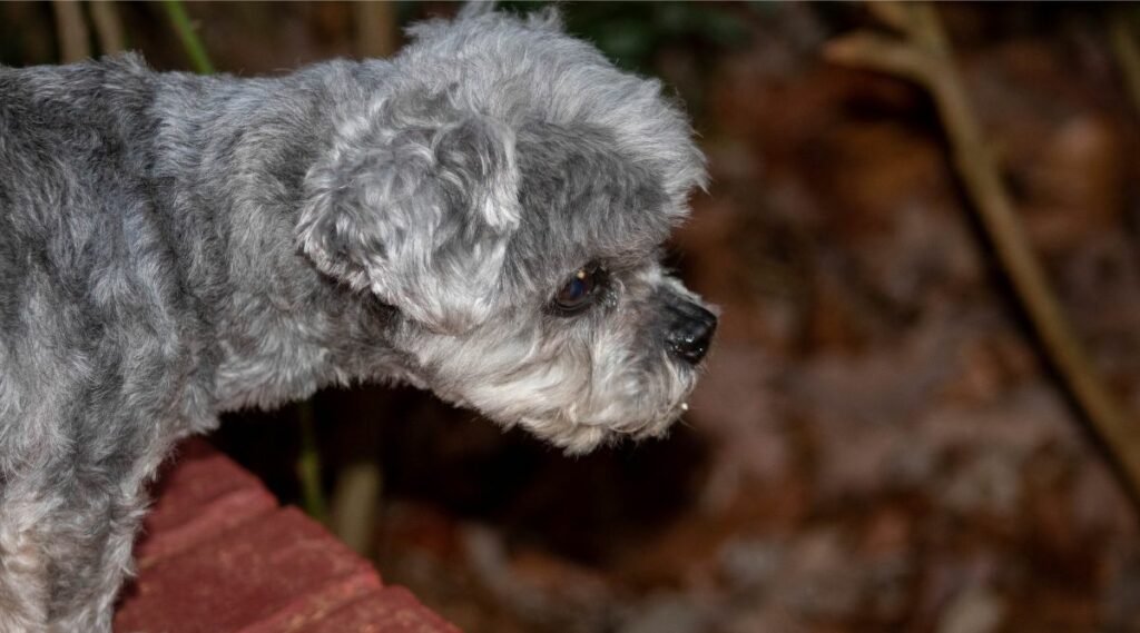 Rescate de peekapoo con abrigo gris luciendo triste