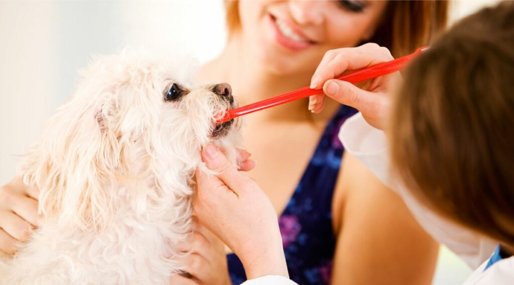 Peekapoo cepillándose los dientes en el veterinario