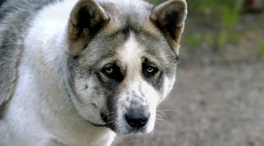 Akita grande al aire libre