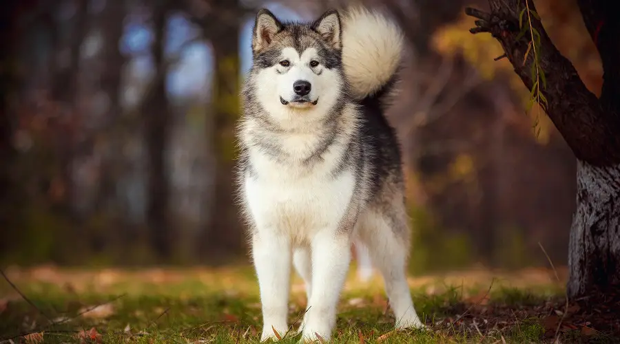 Malamute de Alaska en el campo