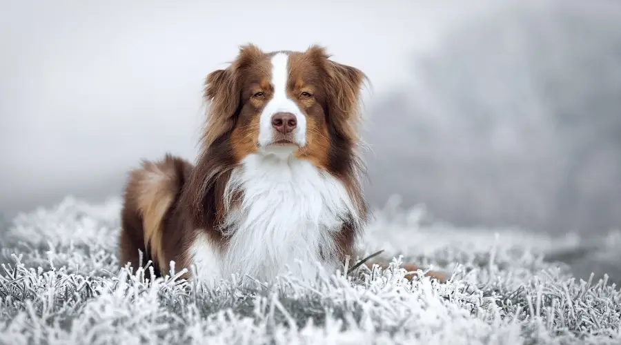 Australiano tendido en la nieve afuera